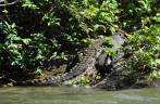 Um enorme e ameaçador crocodilo na entrada do Canyon del Sumidero, em Chiapa del Corso, no México